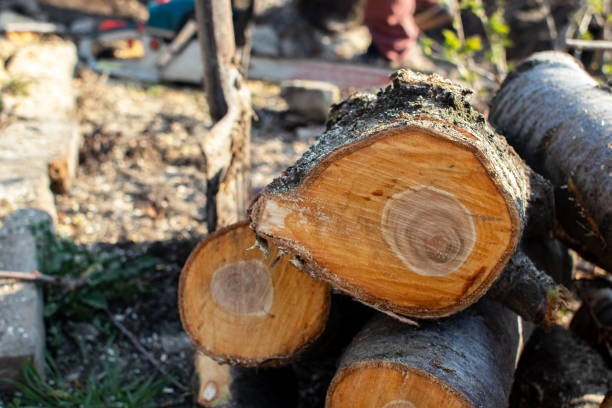 How Our Tree Care Process Works  in  Seeley Lake, MT